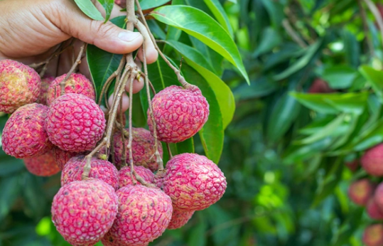 This season's Bac Giang lychee has a record high selling price compared to every year